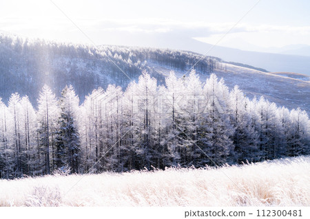 [Nagano Prefecture] Kirigamine Plateau in winter, a virgin forest of hoarfrost with diamond dust dancing 112300481