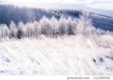 【長野縣】冬天的霧峰高原，鑽石塵飛舞的白霜原始森林 112300582