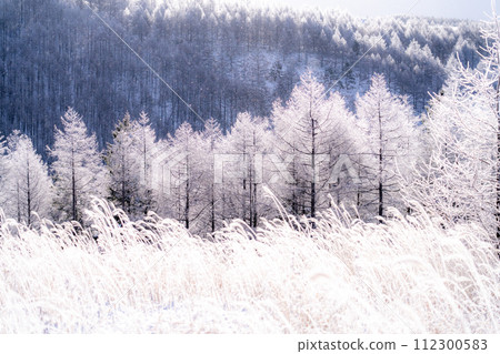 【長野縣】冬天的霧峰高原,鑽石塵飛舞的白霜原始森林 【長野縣】冬天的霧峰高原,鑽石塵飛舞的白霜原始森林 112300583