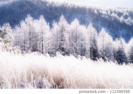 【長野縣】冬天的霧峰高原,鑽石塵飛舞的白霜原始森林 【長野縣】冬天的霧峰高原,鑽石塵飛舞的白霜原始森林 112300588
