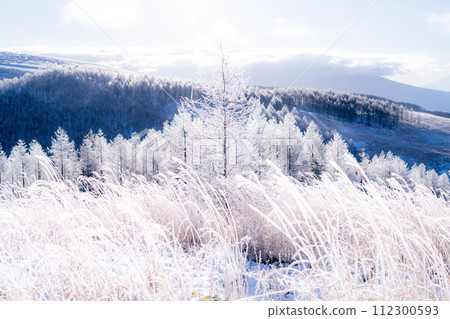 [Nagano Prefecture] Kirigamine Plateau in winter, a virgin forest of hoarfrost with diamond dust dancing 112300593