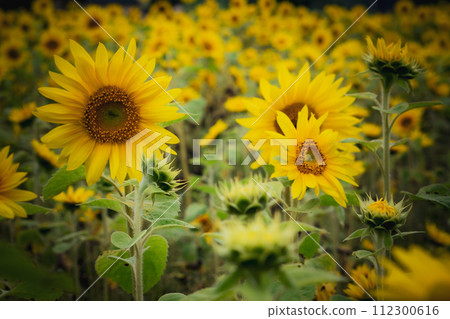 Sunflower field in Hokkaido, Japan. 112300616