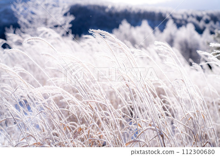 《Nagano Prefecture》 Kirigamine plateau in winter, a primeval forest of hoarfrost 112300680