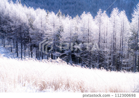 《Nagano Prefecture》 Kirigamine plateau in winter, a primeval forest of hoarfrost 《Nagano Prefecture》 Kirigamine plateau in winter, a primeval forest of hoarfrost 112300698