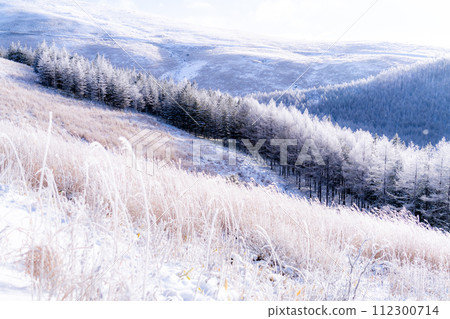 《Nagano Prefecture》 Kirigamine plateau in winter, a primeval forest of hoarfrost 112300714