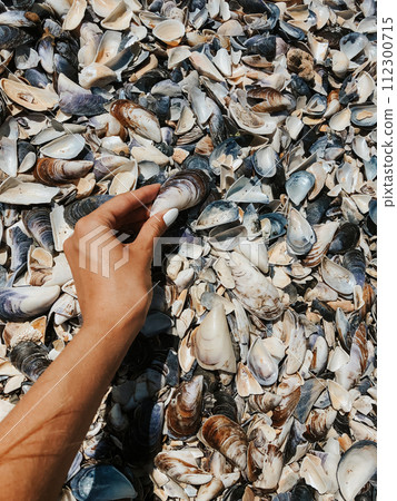 woman hand holding stones. Multicolored seashells Black Sea Romania. 112300715