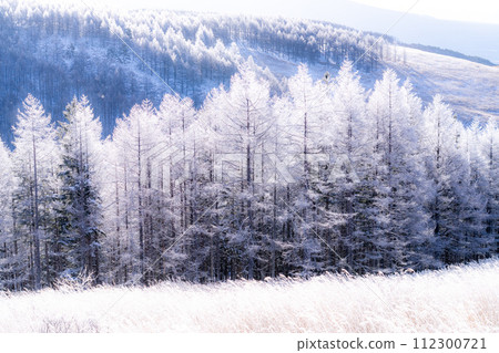 《Nagano Prefecture》 Kirigamine plateau in winter, a primeval forest of hoarfrost 112300721