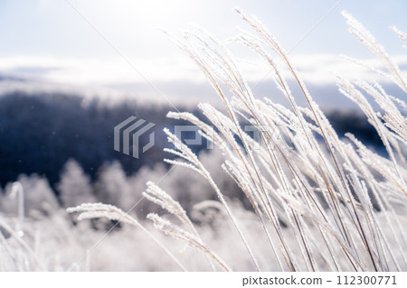 《Nagano Prefecture》 Kirigamine plateau in winter, a primeval forest of hoarfrost 112300771