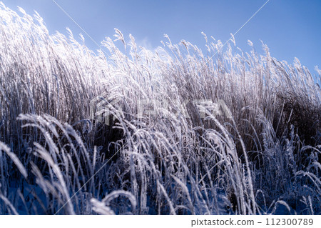 《Nagano Prefecture》 Kirigamine plateau in winter, a primeval forest of hoarfrost 112300789