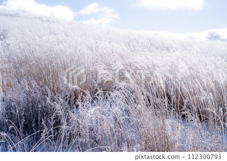 《長野縣》冬季霧谷高原，原始霜凍森林 112300793