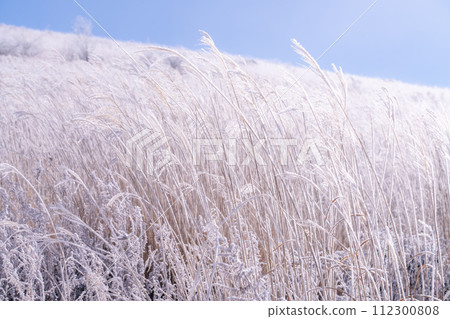 《Nagano Prefecture》 Kirigamine plateau in winter, a primeval forest of hoarfrost 《Nagano Prefecture》 Kirigamine plateau in winter, a primeval forest of hoarfrost 112300808