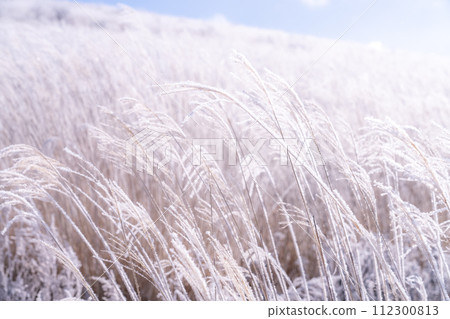 《Nagano Prefecture》 Kirigamine plateau in winter, a primeval forest of hoarfrost 112300813