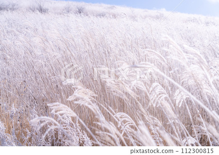 《Nagano Prefecture》 Kirigamine plateau in winter, a primeval forest of hoarfrost 《Nagano Prefecture》 Kirigamine plateau in winter, a primeval forest of hoarfrost 112300815