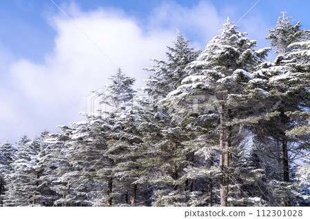 《Nagano Prefecture》 Kirigamine plateau in winter, a primeval forest of hoarfrost 112301028