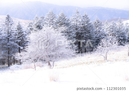 《Nagano Prefecture》 Kirigamine plateau in winter, a primeval forest of hoarfrost 112301035