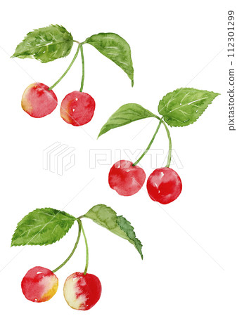 Illustration of cherries painted in watercolor 112301299
