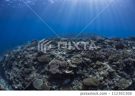 慶良間群島海潛 112301308