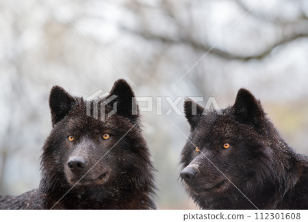 portrait of Canadian wolves against a forest background portrait of Canadian wolves against a forest background 112301608