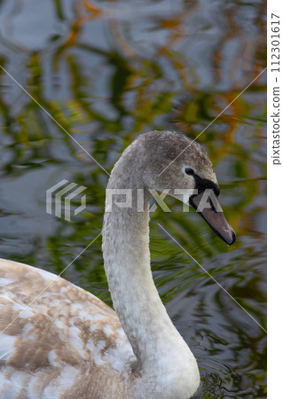 portrait of a young swan on the water 112301617