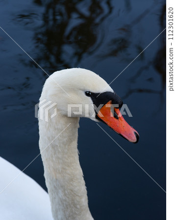 portrait of a swan on blue water 112301620