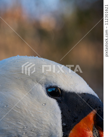 portrait of a swan on blue water 112301621