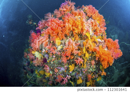 Izu tourism diving Izu tourism diving 112301641