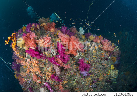 伊豆伊東海 伊豆伊東海 112301893