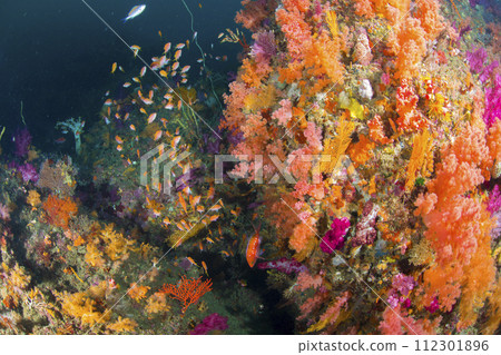 Diving experience Izu Diving experience Izu 112301896