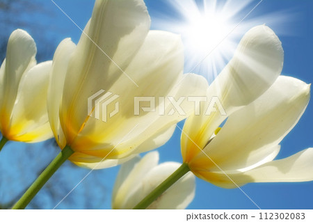 Flower, tulips and ecology in outdoors for sustainability, horticulture and blue sky for sunshine. Plants, petals and growth in nature of countryside, ecosystem and botany for environment on travel 112302083