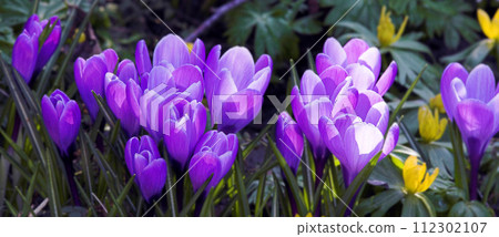 Nature, blossom and flowers in calm field with natural landscape, spring morning and floral zen. Growth, peace and purple crocus bush in green backyard garden, countryside and sustainable environment 112302107