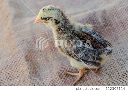 yellow chicken with black stripes and with eyeliner, farming yellow chicken with black stripes and with eyeliner, farming 112302114