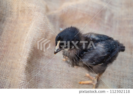 Cute black and gray chicken, farm animal Cute black and gray chicken, farm animal 112302118
