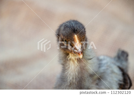 Cute black and gray chicken, farm animal Cute black and gray chicken, farm animal 112302120