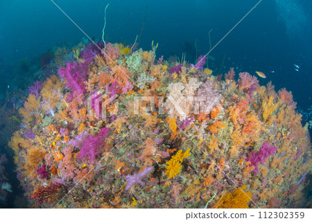Experience diving - life changing Experience diving - life changing 112302359