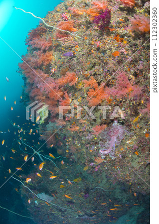 Marine leisure diving Marine leisure diving 112302360
