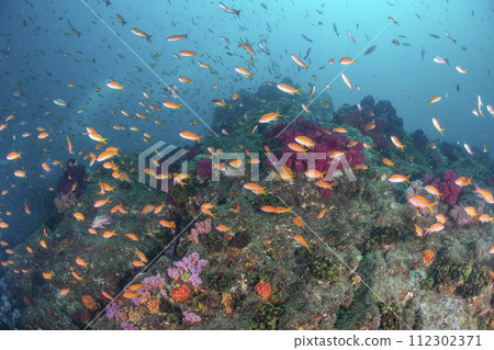 Marine activities in Izu Marine activities in Izu 112302371