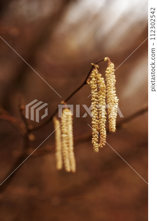 Flowers, plant and twig on tree, environment and autumn in garden, backyard and landscape. Floral, nature and branch with hazel catkins in bloom at countryside, forest and rural area for ecology Flowers, plant and twig on tree, environment and autumn in garden, backyard and landscape. Floral, nature and branch with hazel catkins in bloom at countryside, forest and rural area for ecology 112302542