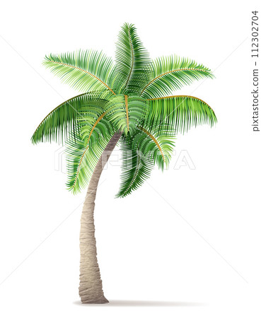 tropical palm tree with green foliage vector illustration tropical palm tree with green foliage vector illustration 112302704