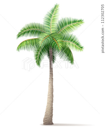 tropical palm tree with green foliage vector illustration tropical palm tree with green foliage vector illustration 112302705