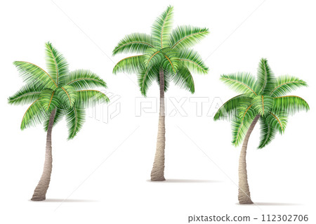 tropical palm tree with green foliage vector illustration 112302706