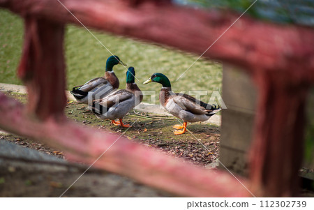 There are 3 mallard ducks on the land next to the pond. There are 3 mallard ducks on the land next to the pond. 112302739