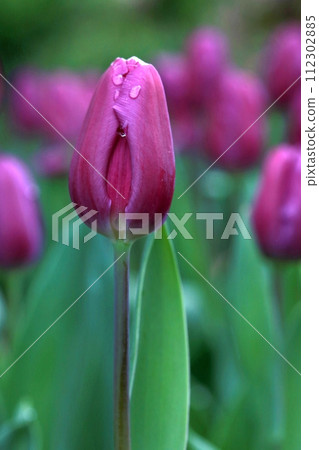 Photographing purple tulips stained by rain in the garden on a rainy day Photographing purple tulips stained by rain in the garden on a rainy day 112302885