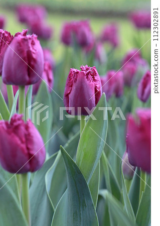Photographing purple tulips stained by rain in the garden on a rainy day Photographing purple tulips stained by rain in the garden on a rainy day 112302891