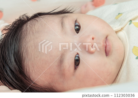 [Baby tears] 112303036