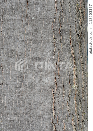 Silver lime 112303357