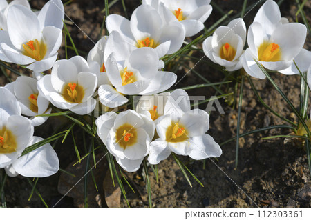 Snow Crocus Ard Schenk Snow Crocus Ard Schenk 112303361