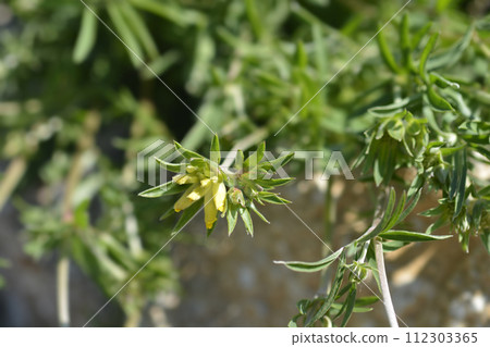 Common kidney vetch 112303365