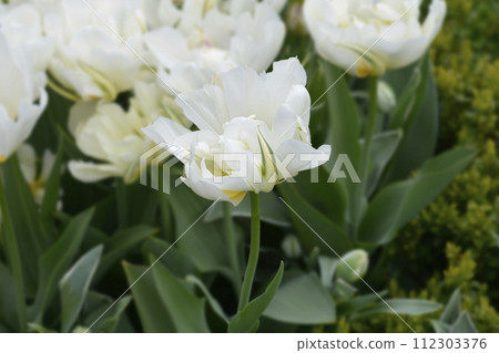 Tulip Exotic Emperor 112303376