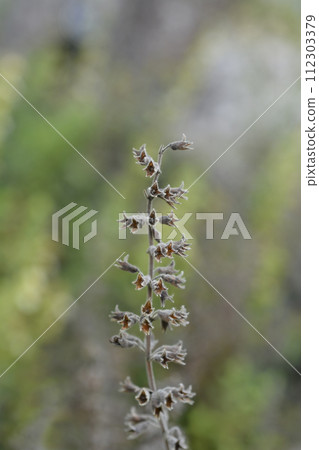 Yellow germander Yellow germander 112303379