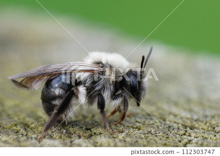 Closeup on a Gray-backed mining bee, Andrena vaga infected by a Stylops ater, sitting on wood 112303747